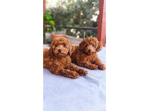 Toy poodle köpekler