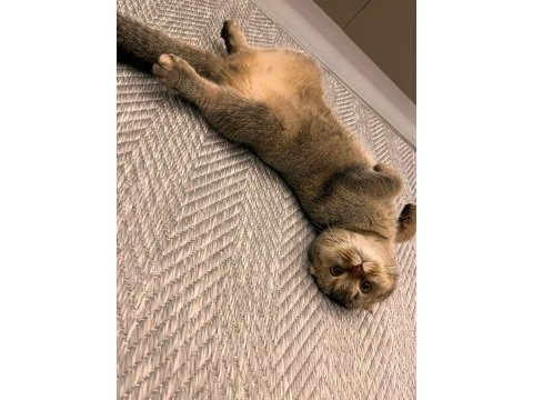 Bebek kedilerimiz kaliteli yavru isteyene