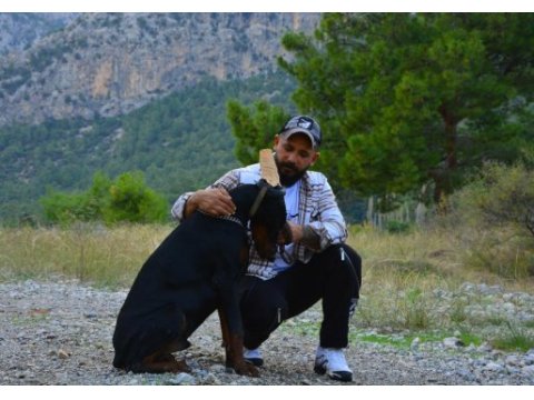 A class fcı kıf şecereli doberman son yavru