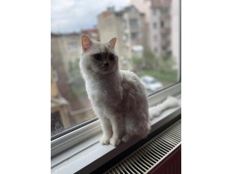1.5 yaşında british longhair