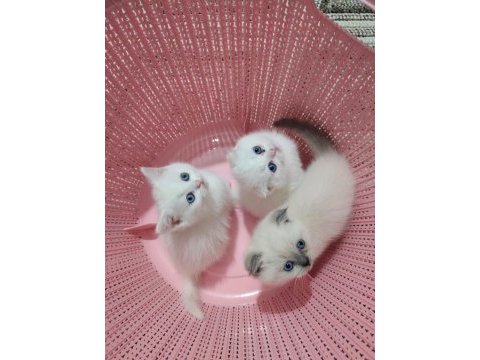 Scottish fold yavrularımız teslime hazır