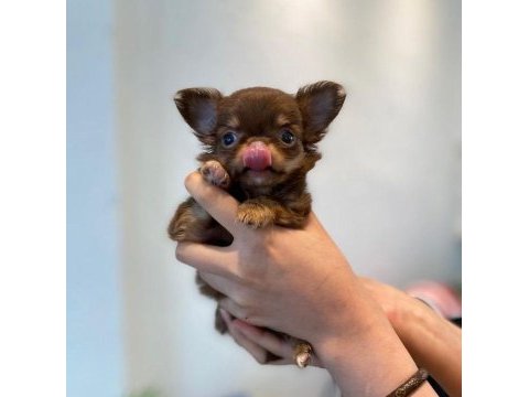 Dişi erkek ırkının en iyi chihuahua yavruları