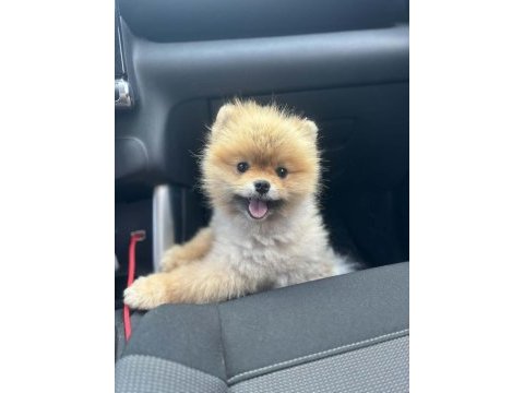 Show kalite pomeranian boo