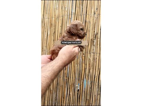 Yavru toy poodle