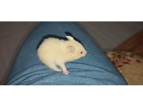Renk güzeli teddy bear hamster