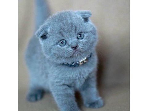 Irkının en iyisi scottish fold yavrularımız 