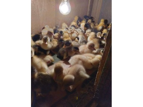 Yavru ördeklerimiz yeni yuvalarını arıyorlar