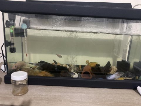 Kafalı yunus ile takas etmek istıorum