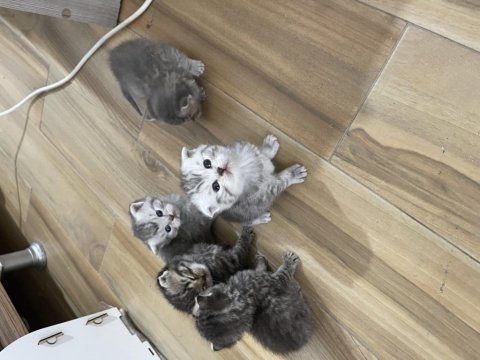 Kedimize acil yuva aranıyor