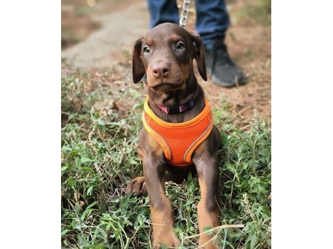 Europan type doberman yavrular