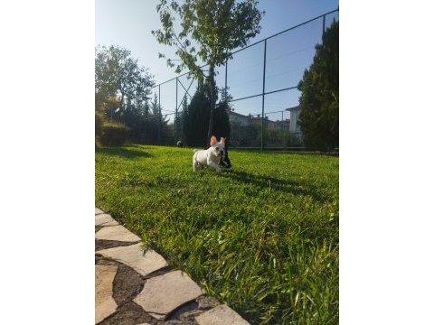 3 adet erkek french bulldog