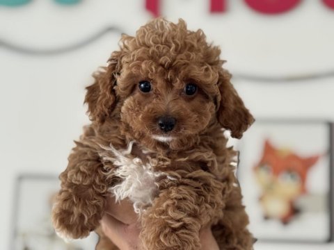 Petmode köpek çifrliğinde ziyarete açık maltipoo