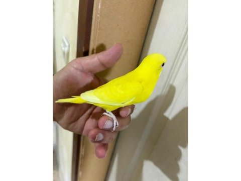 30 günlük lutino bebek muhabbet kuşu