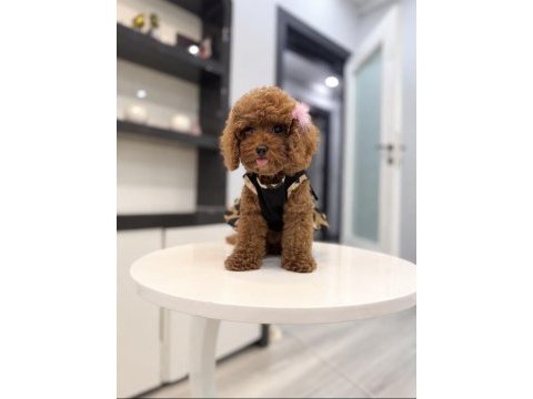 Güler yüzlü teddy face toy boy dişi poodle yavrumuz