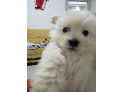 Orijinal ırk malta terrier