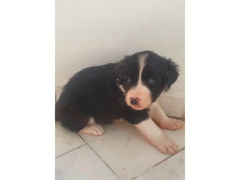 Border collie erkek