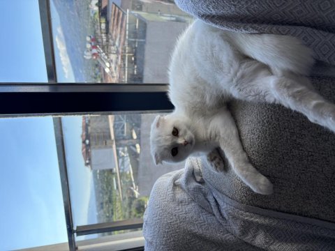 Dişi 1,5 yaşında bakımlı aşıları tam scottish fold