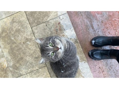 Acil kedimiz sahiplendirme sokakta bulundu