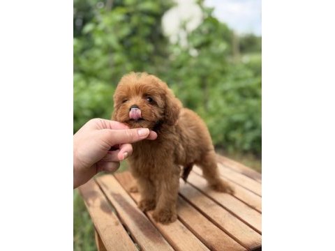 Üst düzey maltipoo yavrumuz