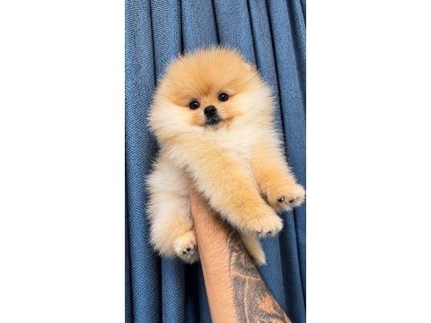 Portakal gibi ayıcık pomeranian boo