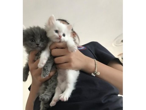 Chinchilla - scottish kırma 1 aylık bebekler