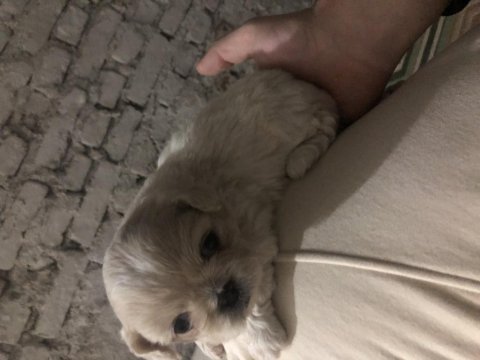 3 aylık erkek ve dişi pekinez