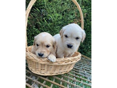 Son 2 golden retriever bebekler tuvalet eğitimli