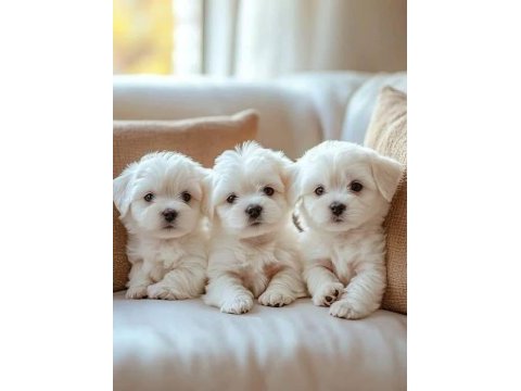 Maltese terrier sıfır numara pamuk gibi bebeklerim