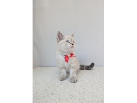 Kedimiz lokum un 4 adet british shorthair yavrusu