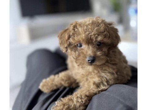 Toy poodle köpekleri