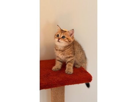 Black golden ticket british shorthair