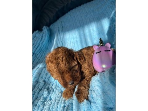 Red brown orijinal toy poodle