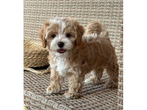 Irk ve sağlık garantili maltipoo yavrularımız