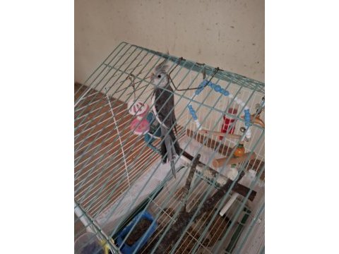 Wf grey erkek sultan papağanı 6 aylık