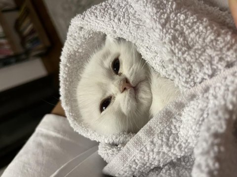 3 aylık mavi gözlü beyaz scottish fold yavrumuz