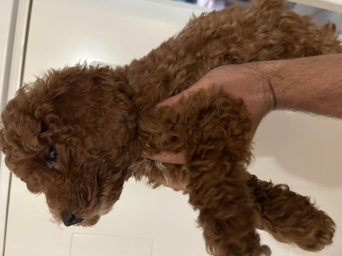 Safkan ev bakımı erkek poodle yavrular