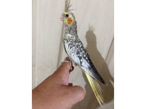 47 günlük kusursuz bebek sultan papağanı