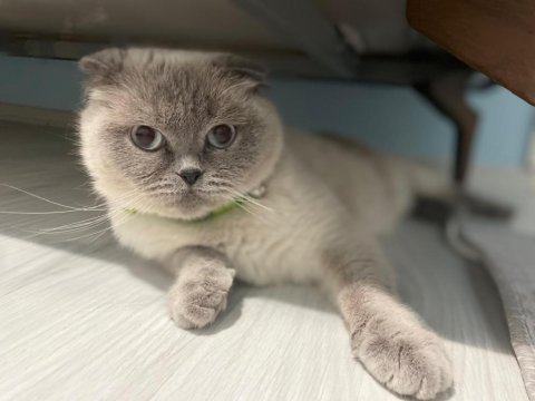 4 yaşında scottish fold kedimizi ücretsiz sahiplendirme