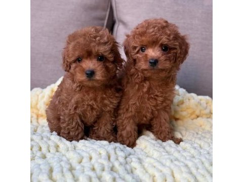 Full safkan toy poodle yavrumuz teslime hazır
