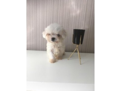Teacup maltese dişi ve erkek