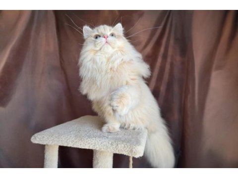 Krem british longhair oğluş