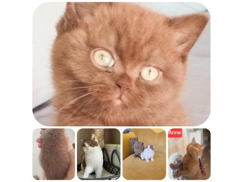 Cinnemon safkan british shorthair
