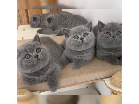 British shorthair yavruları