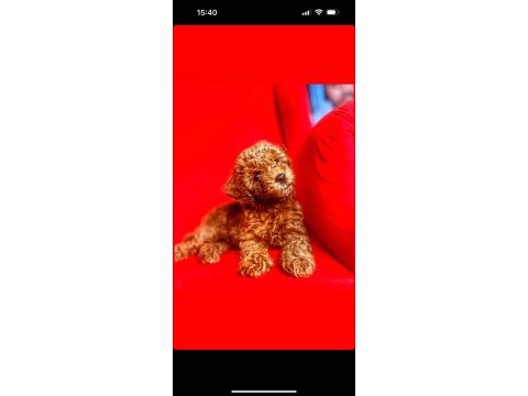 3 aylık dişi yavru toy poodle