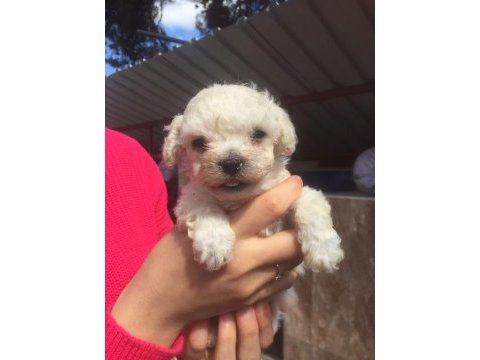 Maltese bebekler