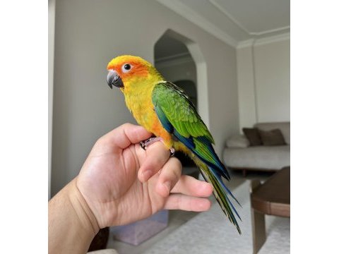 Kusursuz güzellikte jenday konur papağanı son adet