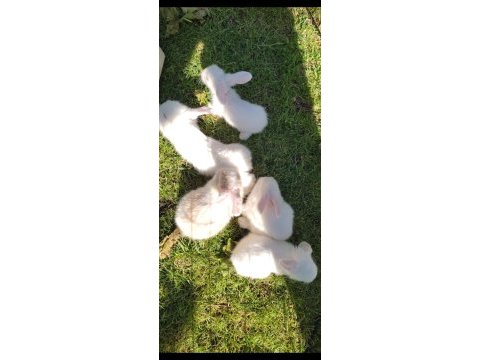 3 haftalık temiz hollanda lop tavşan yavruları