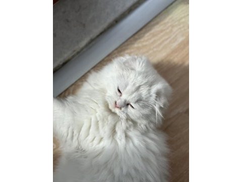 Scottish fold longhair mavi gözlü pamuk yavrum