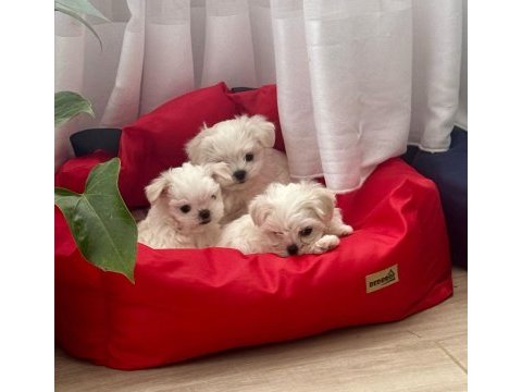 Maltese terrier yavrumuz 2 aylık