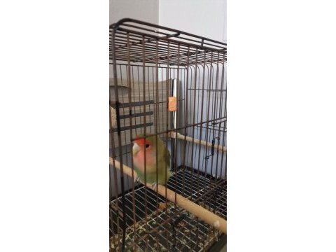 Rahatsızlıktan dolayı verilecek kuşumuz